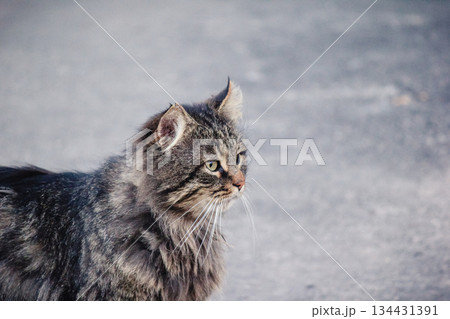 A beautiful fluffy tabby cat in profile looking alertly to the side on a neutral grey background 134431391