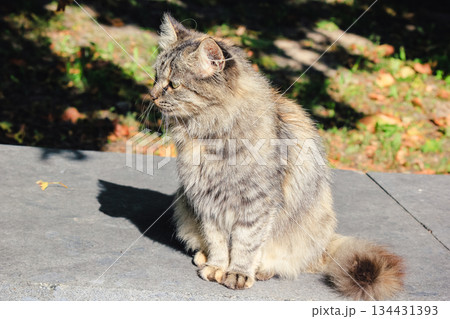 A beautiful fluffy tabby cat sitting on a stone path, basking in bright sunlight with a long shadow A beautiful fluffy tabby cat sitting on a stone path, basking in bright sunlight with a long shadow 134431393