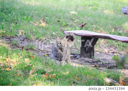 A beautiful fluffy tabby cat sitting on green grass near a wooden bench in a peaceful sunny garden 134431394
