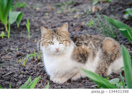 A beautiful white and tabby cat sitting on dark soil among green spring sprouts in a sunny garden A beautiful white and tabby cat sitting on dark soil among green spring sprouts in a sunny garden 134431398