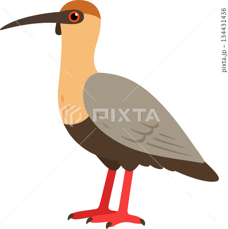 Bandurria, black faced ibis vector illustration Bandurria, black faced ibis vector illustration 134431436