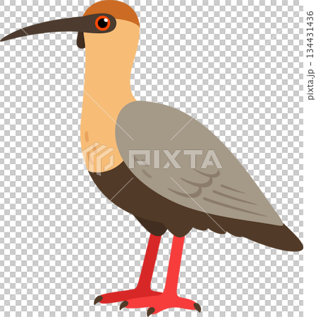 Bandurria, black faced ibis vector illustration Bandurria, black faced ibis vector illustration 134431436