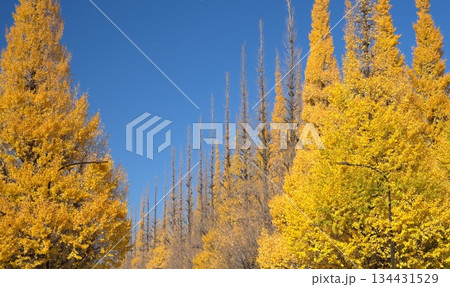 秋の彩りのある風景 秋の彩りのある風景 134431529