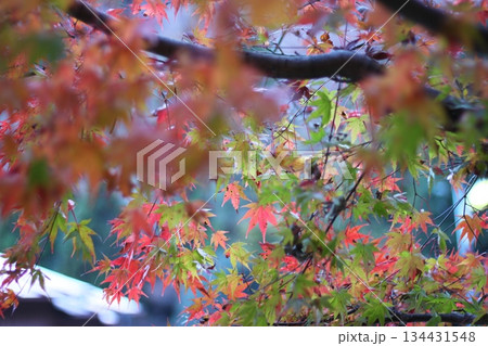 秋の彩りのある風景 134431548