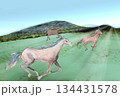 草原を駆ける馬 134431578