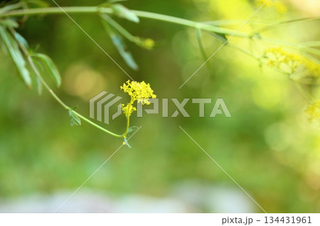 爽やか　ハマオミナエシの花 134431961