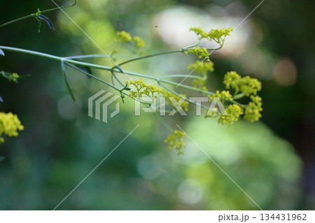 爽やか　ハマオミナエシの花 134431962