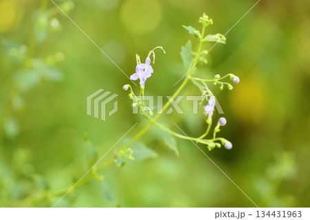 可愛い　カリガネソウの花 134431963