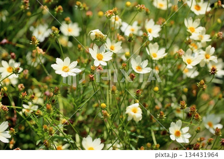 夏の菊　コレオプシスの花 134431964