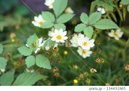夏の菊　コレオプシスの花 134431965