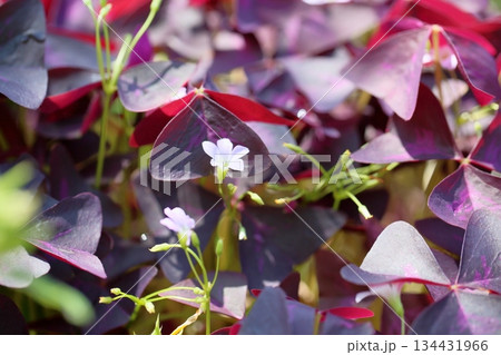 オキザリスの花　トライアングラリス 134431966