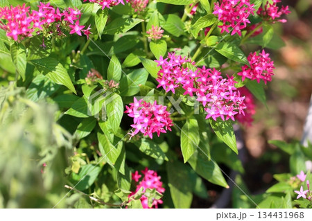 可愛い ペンタスの花 可愛い ペンタスの花 134431968