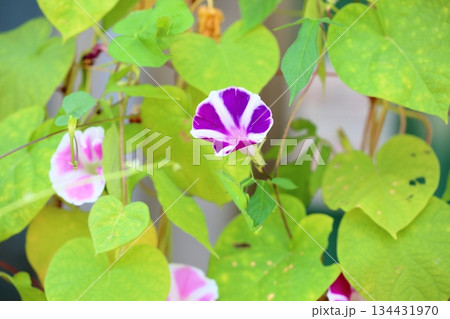 爽やか アサガオの花 爽やか アサガオの花 134431970