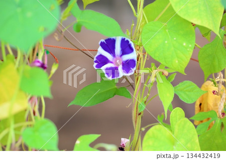 爽やか　アサガオの花 134432419