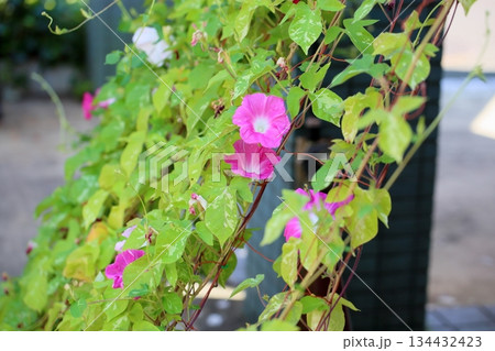 爽やか　アサガオの花 134432423