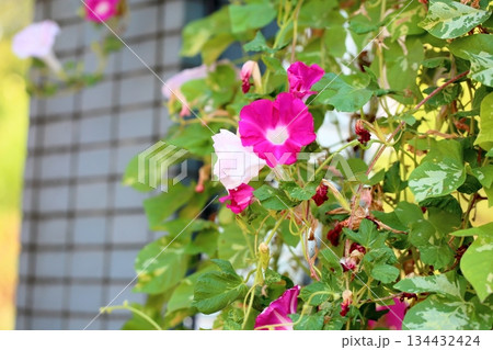 爽やか アサガオの花 爽やか アサガオの花 134432424