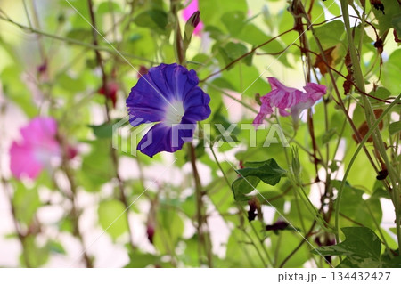 爽やか アサガオの花 爽やか アサガオの花 134432427