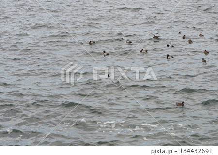 海を泳ぐ鳥の群れ 134432691