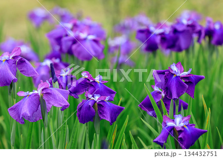 北海道苫小牧市、錦大沼ハナショウブ園で咲き誇るハナショウブ・紫式部（伊勢系）【7月】 134432751