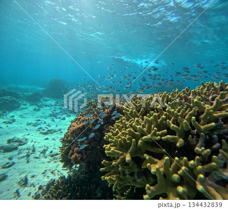青い海に煌めく魚たちの自然風景 青い海に煌めく魚たちの自然風景 134432839