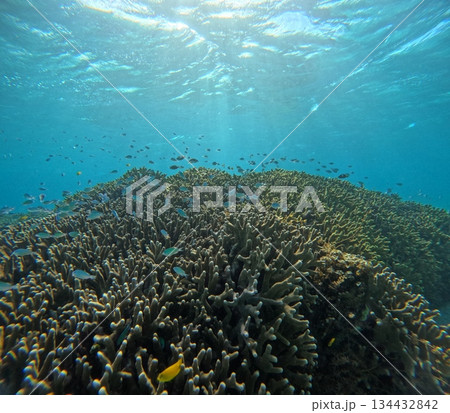 石垣島のサンゴ礁を泳ぐ熱帯魚の群れ 134432842