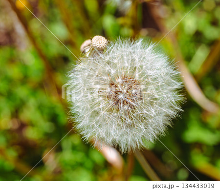 タンポポの綿毛1ー10 134433019
