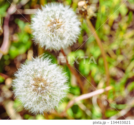 タンポポの綿毛1ー12 134433021