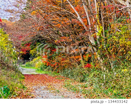 紅葉の散策路 紅葉の散策路 134433142