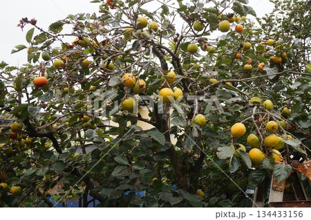 柿の実 134433156