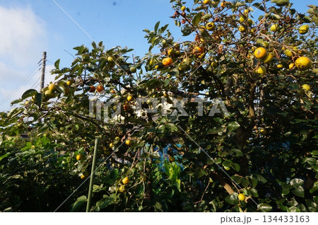 柿の実 134433163