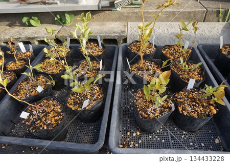 ブルーベリー挿し木 134433228