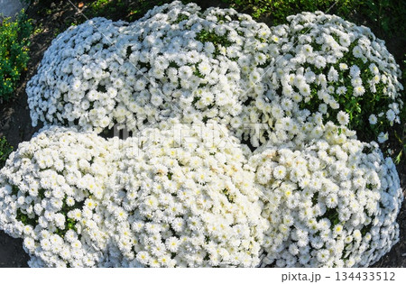Many white Chrysanthemum Ice Land bushes in full bloom in a garden bed, creating a soft carpet of flowers glowing in sunlight. 134433512