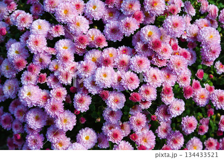 Close view of Jiji Pink chrysanthemum flowers creating a soft textured floral background with pastel pink petals and bright centers filling the frame. Close view of Jiji Pink chrysanthemum flowers creating a soft textured floral background with pastel pink petals and bright centers filling the frame. 134433521