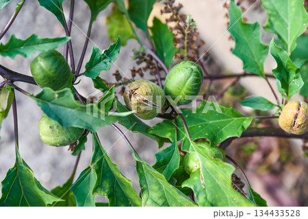 Close up of green seed capsules of Datura stramonium var. inermis with wavy leaves and purple stems under natural daylight in a garden 134433528