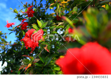 沖縄 青い空と赤いハイビスカスの花 沖縄 青い空と赤いハイビスカスの花 134433831
