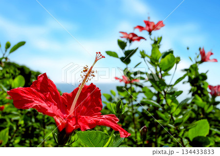 沖縄　青い空と赤いハイビスカスの花 134433833