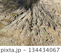 印象的な木の根 134434067