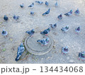 地面に降りた鳩の群れ 134434068