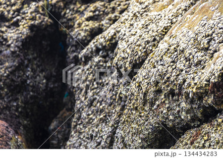 Mussels shells on stone rock on beach texture pattern Thailand. Mussels shells on stone rock on beach texture pattern Thailand. 134434283