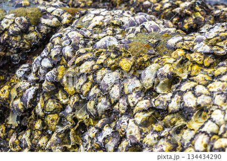 Mussels shells on stone rock on beach texture pattern Thailand. 134434290