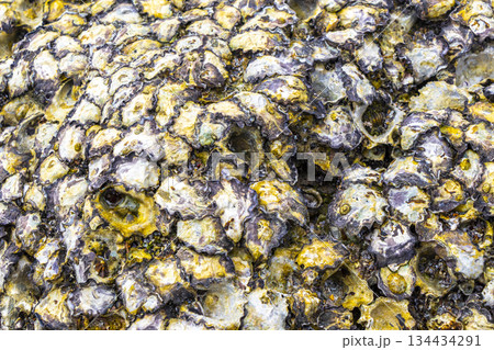 Mussels shells on stone rock on beach texture pattern Thailand. 134434291
