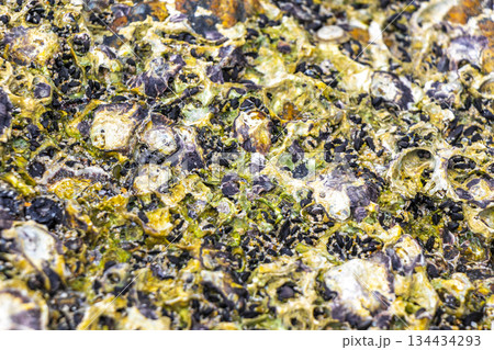 Mussels shells on stone rock on beach texture pattern Thailand. 134434293