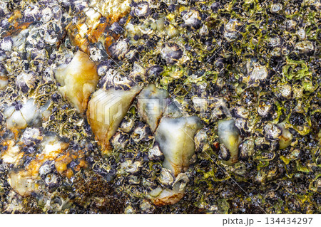 Mussels shells on stone rock on beach texture pattern Thailand. 134434297