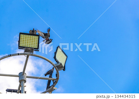 Pigeons pigeon sit and fly on lantern spotlights in Thailand. 134434315