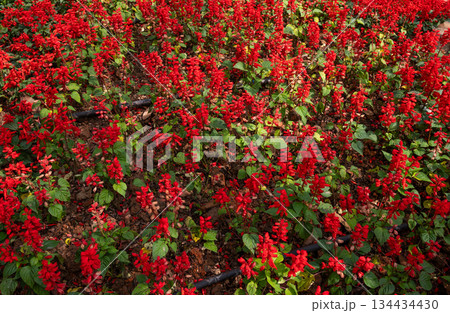 Red Salvia flowers growing in the garden. Salvias provide colorful spikes of densely packed flowers with tubular blossoms atop square stems and velvety leaves. Red Salvia flowers growing in the garden. Salvias provide colorful spikes of densely packed flowers with tubular blossoms atop square stems and velvety leaves. 134434430