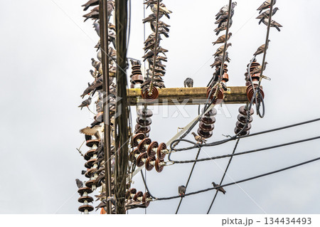Many pigeons sitting on power pole and cables in Thailand. Many pigeons sitting on power pole and cables in Thailand. 134434493