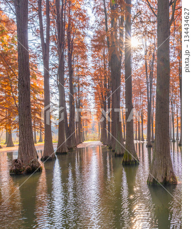 無人 自然 天然 134434627