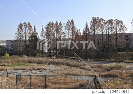 千里ニュータウン古江台(大阪府吹田市)の府営千里古江台住宅とメタセコイアの並木道 千里ニュータウン古江台(大阪府吹田市)の府営千里古江台住宅とメタセコイアの並木道 134434633