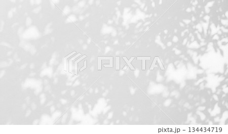 植物　影　光　日差し　木漏れ日 134434719