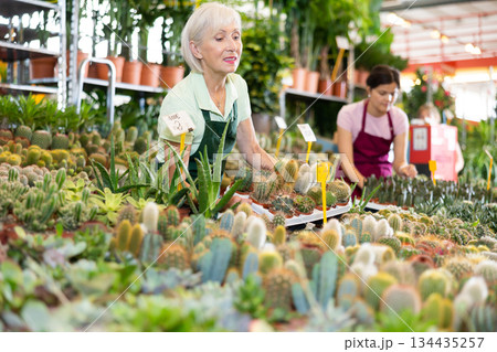 Smiling aged saleswoman arranging potted cacti in flower shop Smiling aged saleswoman arranging potted cacti in flower shop 134435257